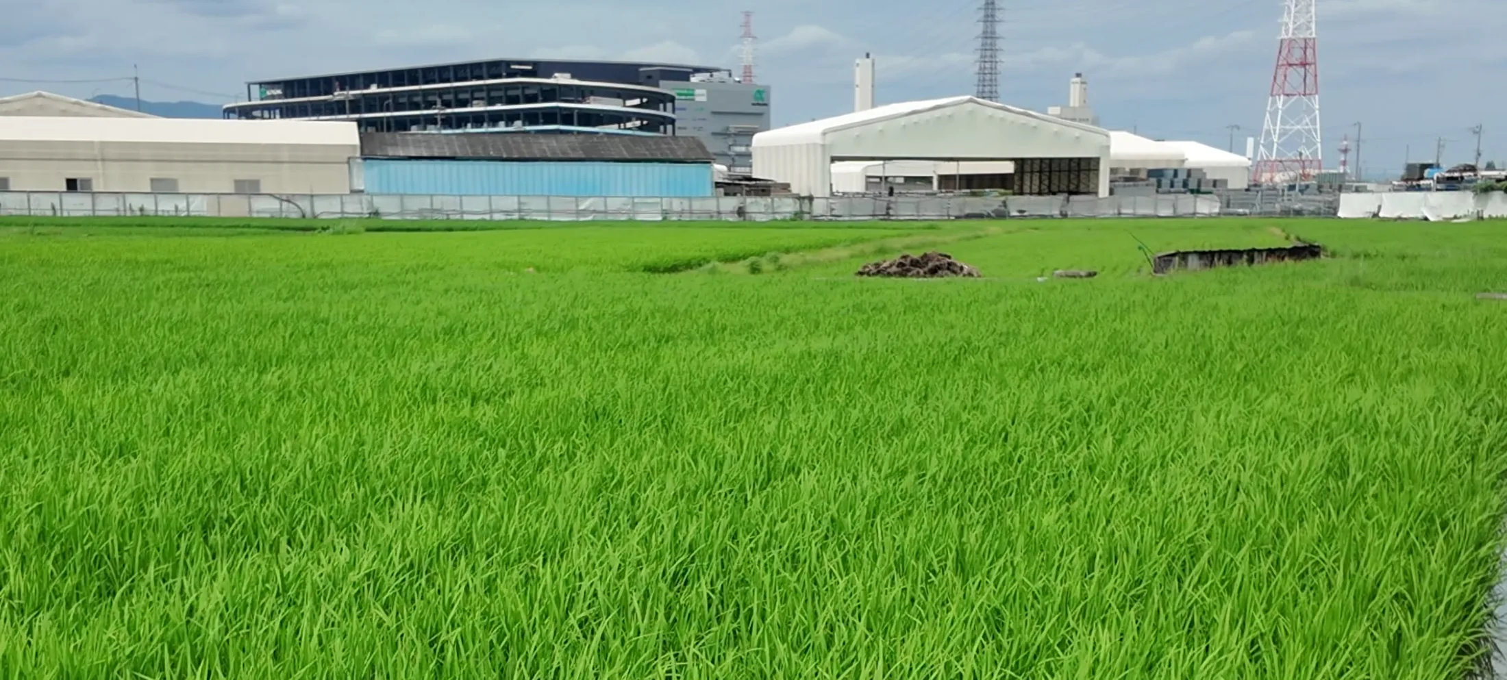 一面に育った稲。地平線に工場と送電鉄塔が並ぶ、鳥飼八町の夏。