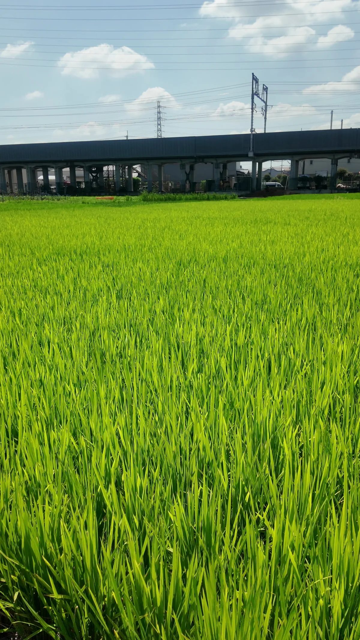 青々と育つ稲。株元に水が張られている。